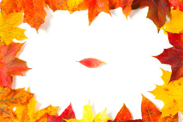 Beautiful autumn maple leaves