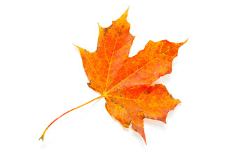 autumn maple leaf