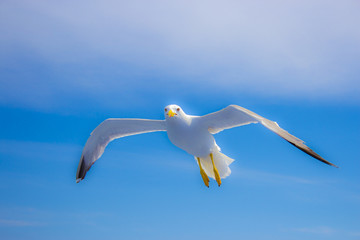 seagull in flight