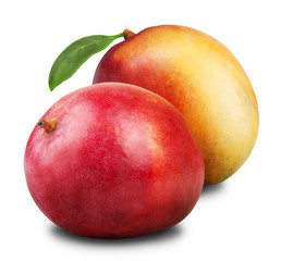 mango fruit