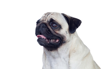 Obraz premium Nice pug dog with white hair