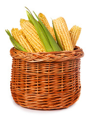 Ripe corn in a basket isolated on a white background