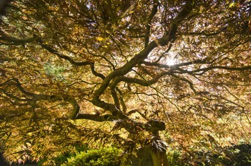 A Maple Tree at Japanese Garden with Sun rays at back ground