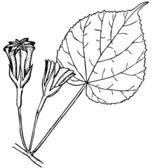 Branch of Plant Abutilon sinense