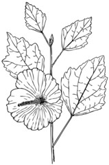 Fototapeta premium Branch of Plant Hibiscus syriacus (Rose of Sharon)