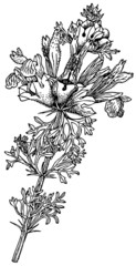 Branch of Plant Lagochilus pulcher