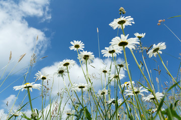 daisy flower field