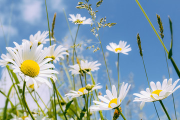 Fototapeta na wymiar daisy flower field