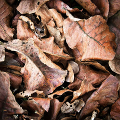 Grunge autumn background with dried leaves