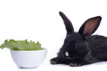 close-up of cute black rabbit eating green salad