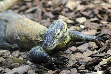 Young Komodo Dragon