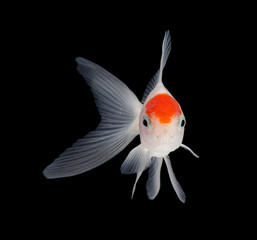 Goldfish swimming.