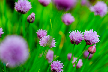 Fototapeta premium Garden herbs - chives blooming in the garden