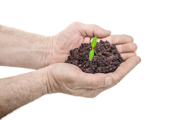 Human hands holding green small plant