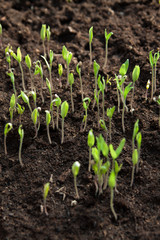 plants