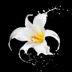White flower with splash petals