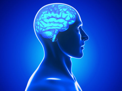 human brain