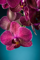 Purple orchid over blue background