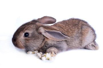 Adorable rabbit isolated on a white background