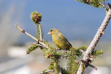 Male of European Greenfinch, Carduelis chloris