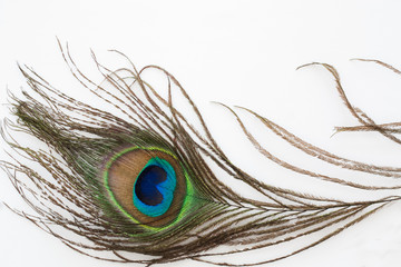 Obraz premium peacock