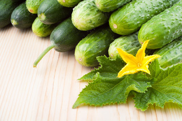 cucumbers with yellow flower