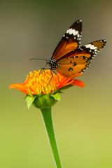 Butterfly feeding