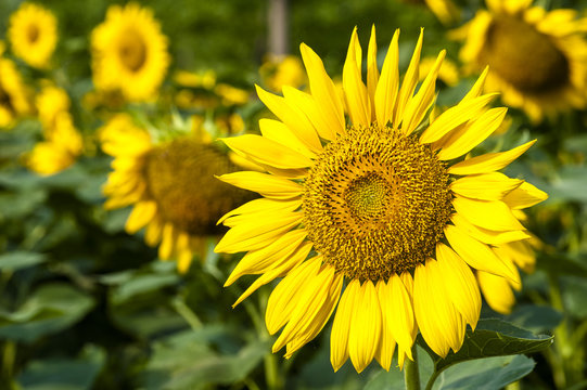 Closeup of the beautiful sunflowers