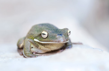 Frog