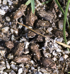 Small Toads