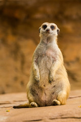 Meerkat
