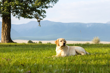 Young dog of golden retriever