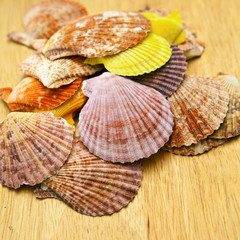 Sea shells on the board