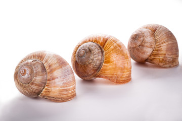 garden snail (Helix aspersa) isolated on white background