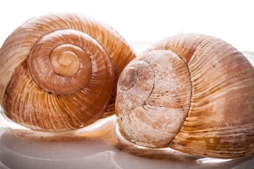 Poster garden snail (Helix aspersa) © jaroslavkettner