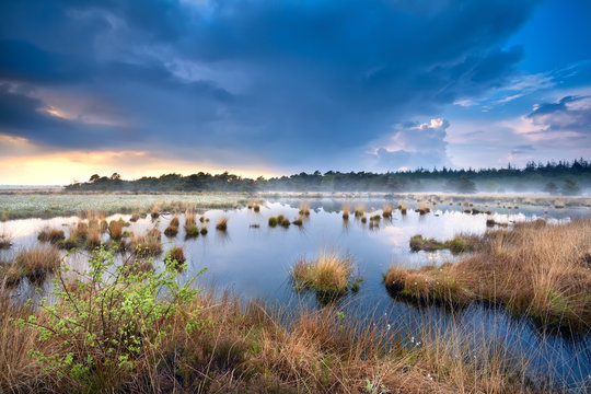 blue stormy sky over swamp with cotton-grass