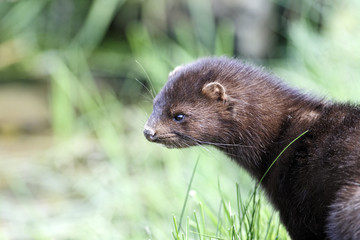 Fototapeta premium American mink, Mustela vison