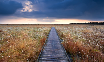 Fototapeta premium wooden path on swamp with cotton-grass