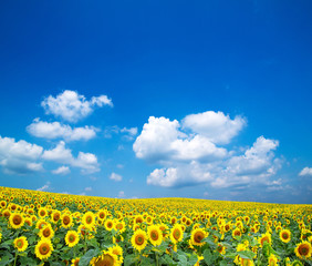 sunflowers