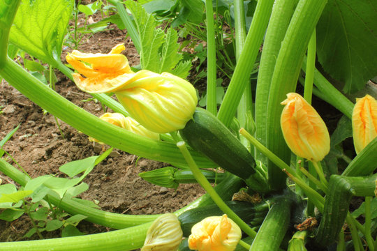 zucchini on plant closeup