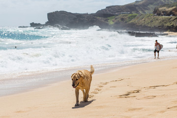 Dog walking on the beach