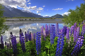 Wall murals New Zealand Lupines on the shore of the river in New Zealand