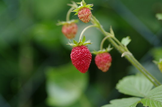 Wilde Erdbeeren 6