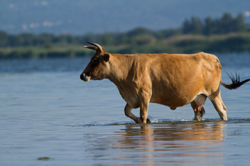 Obraz na płótnie Canvas vache à l'étang