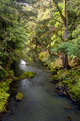Fototapeta na wymiar Beautiful stream in the middle of forest