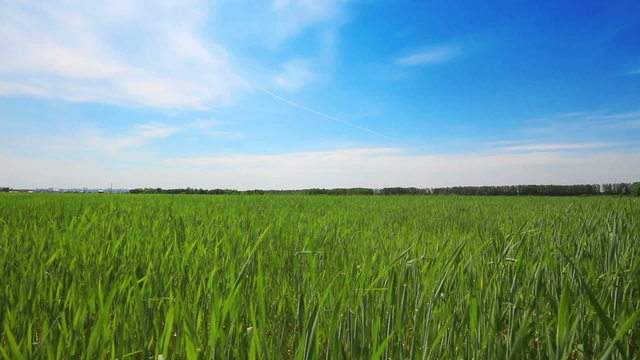 green field with young wheat under blue sky - dolly shot