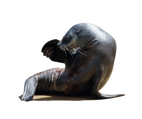 Fototapeta premium Harbor seal