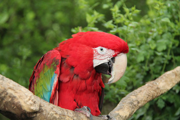 A Highly Colourful Green Winged Macaw Bird.