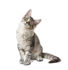 cute kitten