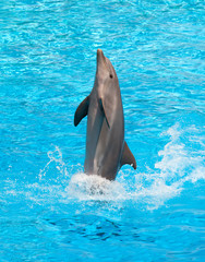 Dolphin